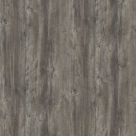 Сосна Пасадена H1486_2