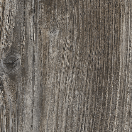 Сосна Пасадена H1486_1