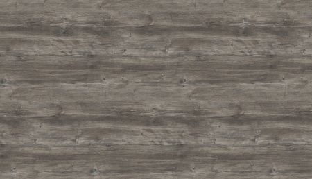 Сосна Пасадена H1486_2