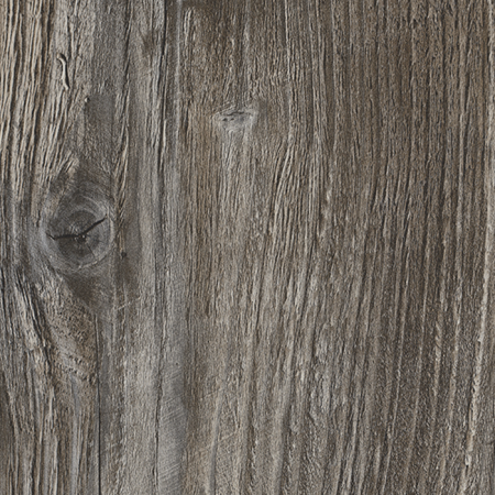 Сосна Пасадена H1486_1